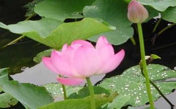 Tùy duyên không bắt chước